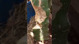 HOW I DEAL WITH FUNGAL INFECTION IN MY DRAGON FRUIT PLANTS (2)