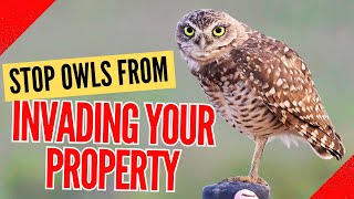 How to Get Rid of Owls Fast : Effective & Humane Methods