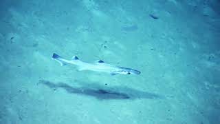 Tiny Shark in the Windward Passage   2014   Nautilus Live Remastered