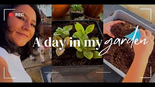 Transplanting Baby Succulents / Graptoveria Fred Ives / Succulents For Beginners!