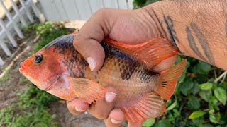 *TRAPPING TURTLES AND beautiful  FISH* also alligator gar hand feeding