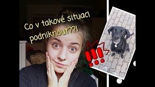 STORY TIME | našla jsem psa?