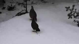 Blood Pheasant Male and Female