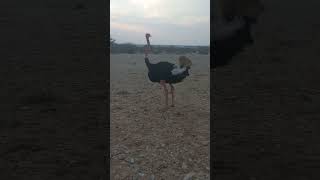 DURING HASH RUN|OSTRICH #short #shortvideo #ostrich #adventure #hashing