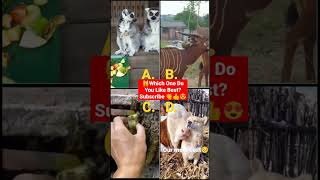 Try Not To Laugh Challenge The best and funniest pets in the world#shorts #tiktok #viral #reaction