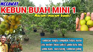 MELAWAT KEBUN BUAH MINI 1