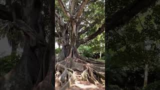 Australian Banyan Tree (or Moreton Bay Fig) in Ponta Delgada, São Miguel in Açores