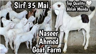 Sirf 38 Hazar Mai Vip Gulabi Ablak Bakray 🔥. Naseer Ahmed Goat Farm. Kamori Tapra lalukhet orangi.