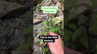 Finding Wild Mint