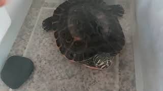 Relationship with my turtle