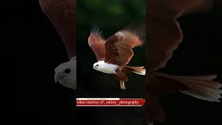 Brahminy  kite  take of #birds #wildlife #eagles #nature #kite