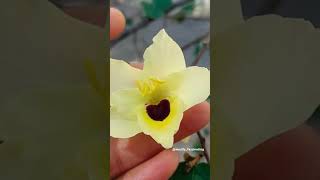 vishnu flower 😍 #कांचन #kanchan #bauhinia #flowers #shorts #viral #shortvideo #harekrishna #vishnu