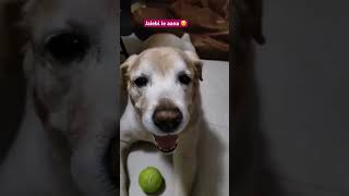 #comedy #funny #funnydog #cute #bacha #dog#dogcomedy #doglovers #funnydogvideos#shorts#youtubeshorts