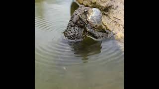 Frog with music