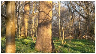 Selsdon Wood, South Croydon - the Dawn Chorus