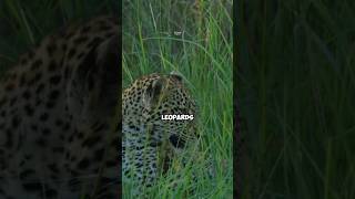 How Do Leopards Keep Their Prey Guessing? 🌙🐆 Discover Their Night Vision Secret! #shorts