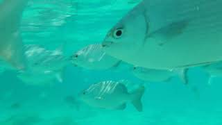 Snorkeling in Isla Mujeres  Novemeber 2016