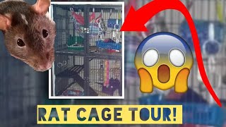 Pet Rat Cage Tour!