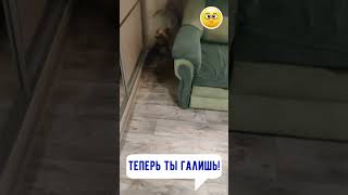 🐶 Теперь ты галишь 😀 #приколы #shorts  #video #юмор #смешныевидео