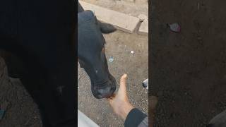 Please help everyone 🙏 😢  #shorts #viral #sad #pleasehelp #hamdard #gaumata  pl#radhegovindavlogs