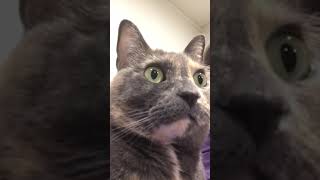 Cat watches TV