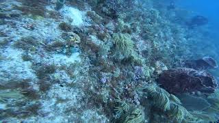 Boynton Beach Spotted Moray Eel