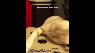 lazy cat playing | funny cat video #Cutecatkiddieshobbies