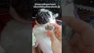 Wash those germs away😖🦠🧼#zuzu #ilovemypug #funny #pugobsession#cutedogvideos #funnypugpuppy#doglove