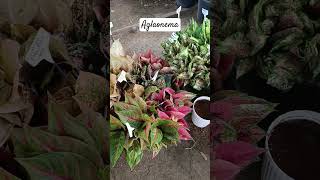 Aglaonema #subscribe #plants #indoorplants #subscribe_now