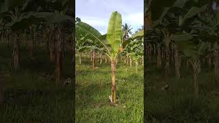 banana plantation