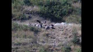 vultures at Bugarach!