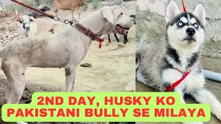 2nd day husky ka pitti or daisy ke sath.