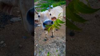 Cow eating Slowmotion|#Shorts