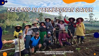 MELIHAT POTENSI PERKEBUNAN DI KABUPATEN BANDUNG(DESA CIBEUREUM)