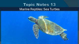 Topic Notes 13: Sea Turtles