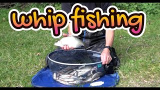 WHIP FISHING WITH DAIWA CONNOISSEUR SPEED WHIP