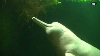 Amazon river dolphin (Inia geoffrensis) [HD]