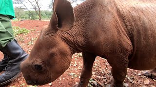 Sheldrick Wildlife Trust and Giraffe Center, Nairobi, Kenya