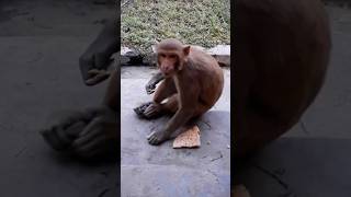 Monkey Funny Video 😂🐒 #youtube #trending #funny #shorts #viral #status #attitude #reels @YouTube