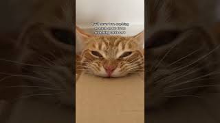 Crunchy Cat ASMR #orangecat #cat #kitten #asmr