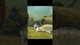 Когда вообще не хочешь.... #shortvideo #fishing #shorts #рыбалка