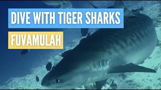 Dive with Tiger Sharks at Tiger Zoo