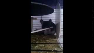 My chinchilla playing with a stick