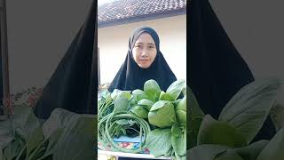 Panen-panen kebun organik