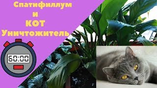 Спатифиллум и кот уничтожитель/смотреть до конца/