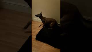 Obedience training | 6month old Belgian Malinois #belgianmalinois #puppy