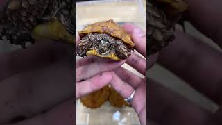 BATHING 5 ADORABLE LITTLE TURTLES! Black-Breasted Leaf Turtles (Geoemyda spengleri) #shorts