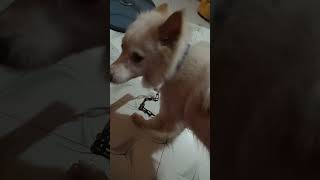 #shortvideo dog video