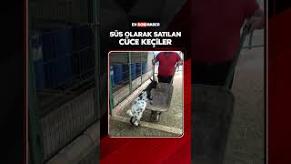 Süs olarak satılan cüce keçiler #shorts