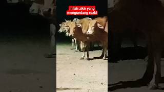 Inilah Amalan Zikir Yang Mendatangkan berkah dan Rizki #videoshorts .